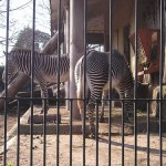 Bioparco di Roma (zoo): elefanter