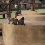 Bioparco di Roma (zoo): apor