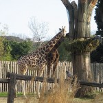 Bioparco di Roma (zoo): giraffer