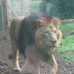 Bioparco di Roma (zoo): lejon