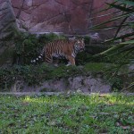 Bioparco di Roma (zoo): tiger